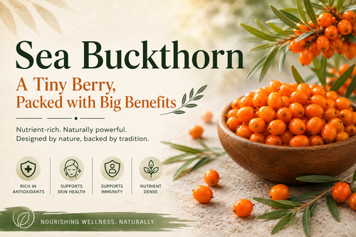 Sea Buckthorn: Nature’s Nutrient-Rich Superfruit and Its Uses